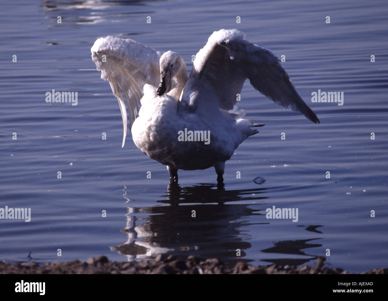 whooper swan juvenile. Cygnus cygnus Stock Photo