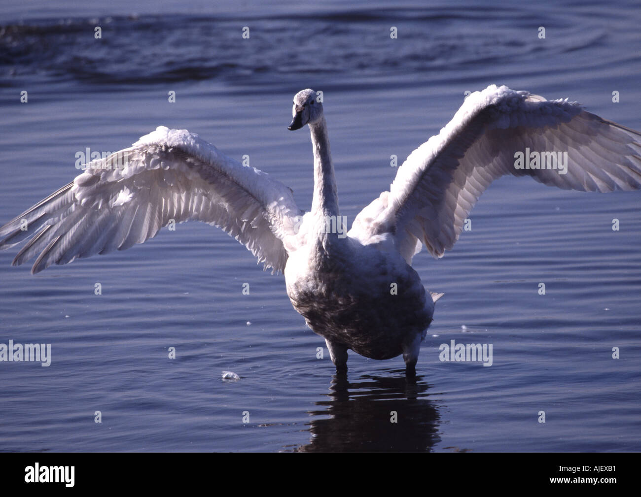 whooper swan juvenile 2. Cygnus cygnus Stock Photo