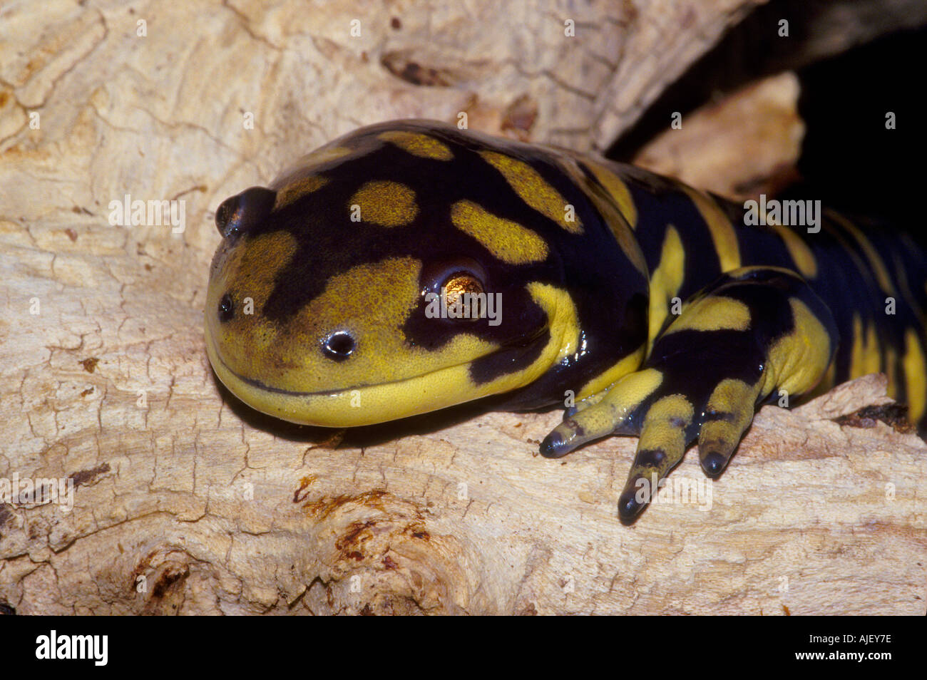 Barred Tiger Salamander Ambystoma tigrinum mavortium Stock Photo - Alamy