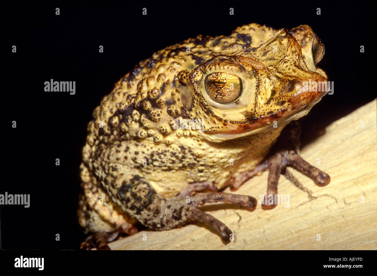 Puerto Rican Crested Toad Peltophryne lemur Stock Photo - Alamy