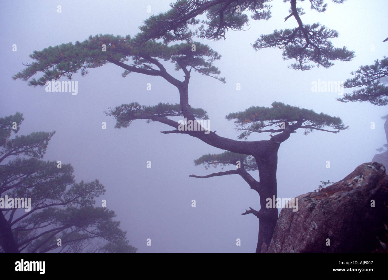 Pine tree in fog near the summit of Mt Huangshan Anhui province China Stock Photo