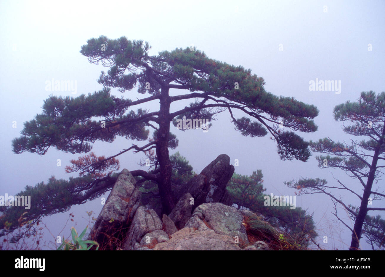 Pine tree in fog near the summit of Mt Huangshan Anhui province China Stock Photo