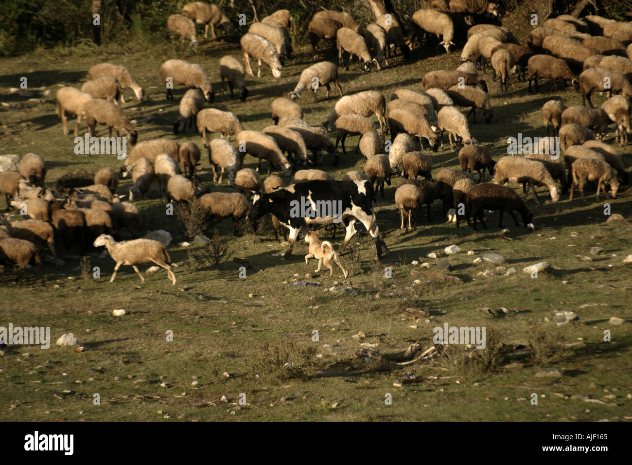 Sheeper dogs try seperate cows from sheeps Lake Kerkini Greece Stock Photo