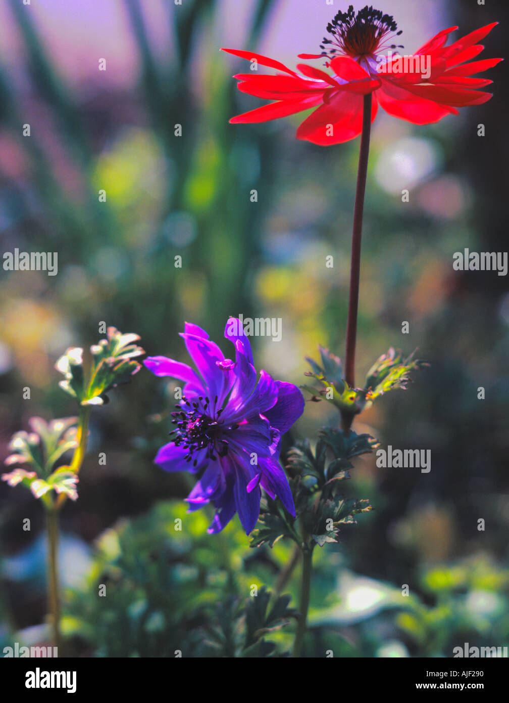 cottage garden flowers Stock Photo - Alamy