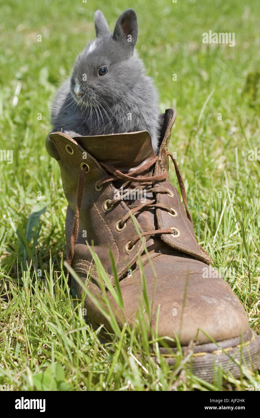 Grey bunny rabbit in old boot Stock Photo - Alamy