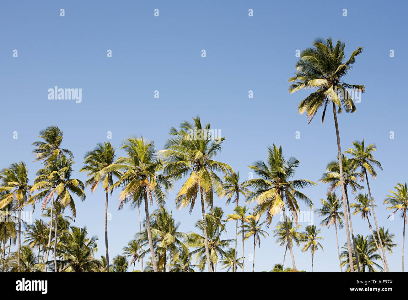 Palm trees Stock Photo