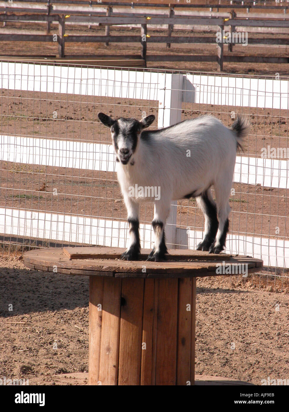 pygmy goats like to stand tall Stock Photo