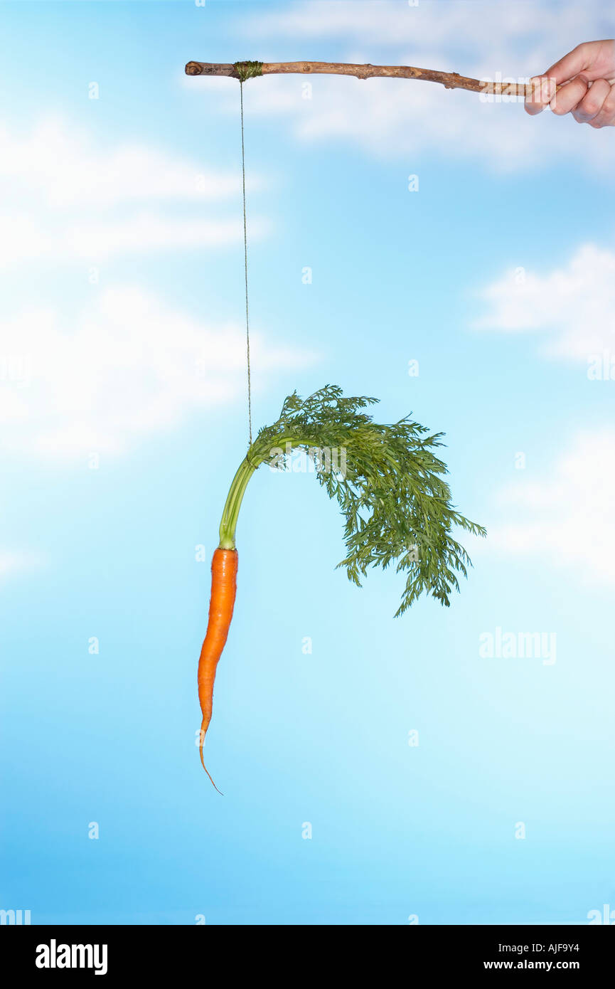 Man dangling carrot from stick, close-up of hand Stock Photo