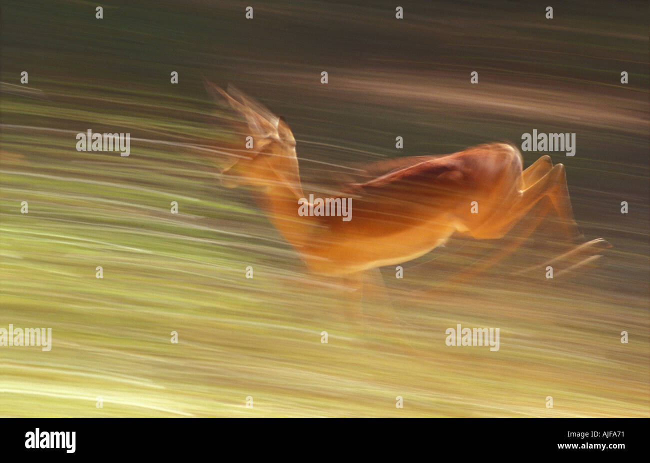 Impala fleeing Stock Photo