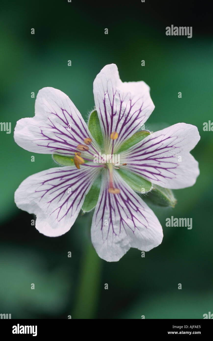 Detail of Geranium Renardii flower at The Courts Holt Wiltshire Stock Photo