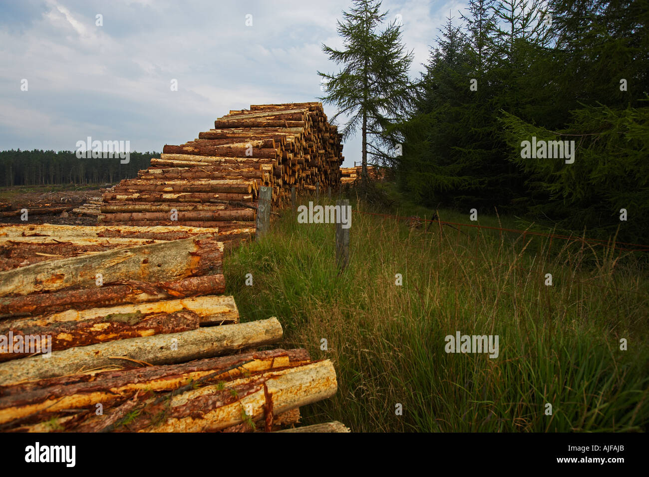 Stacked Logs from the Forrestry Commission waiting for Transportation Stock Photo