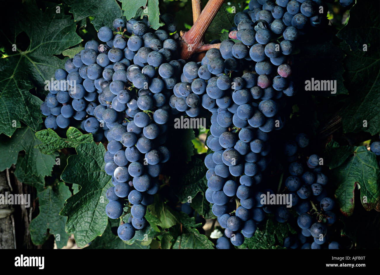 Cabernet sauvignon grapes Stock Photo