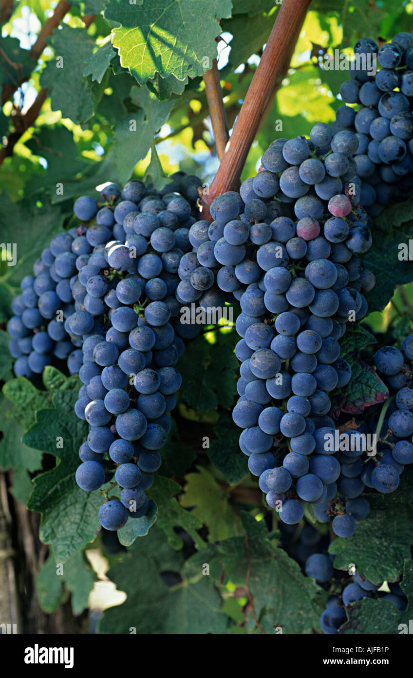 Cabernet sauvignon grapes Stock Photo