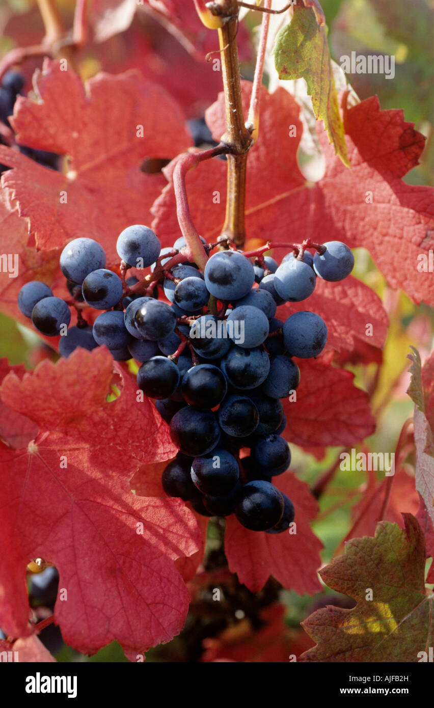 Grapes Stock Photo