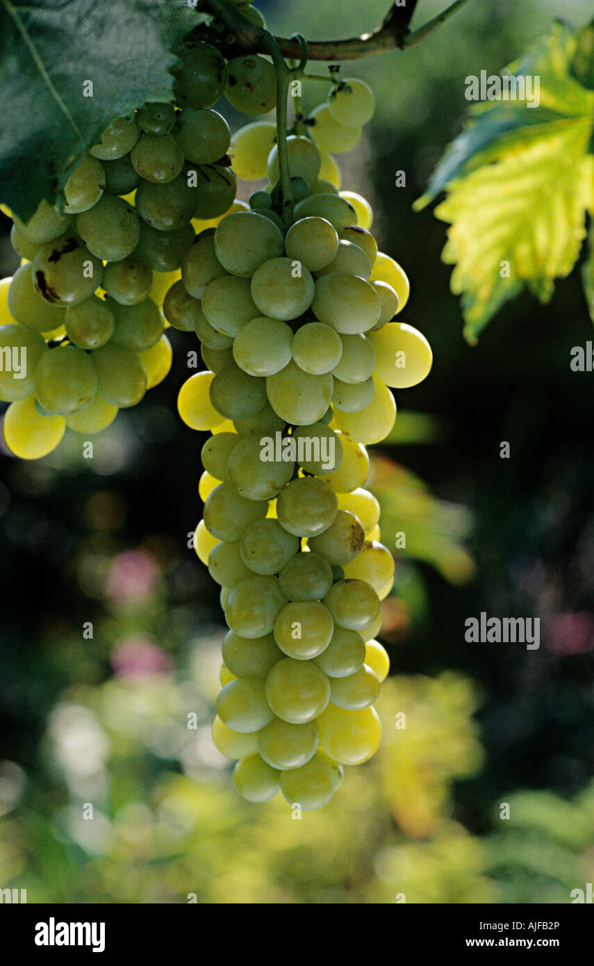 Chasselas grapes Stock Photo