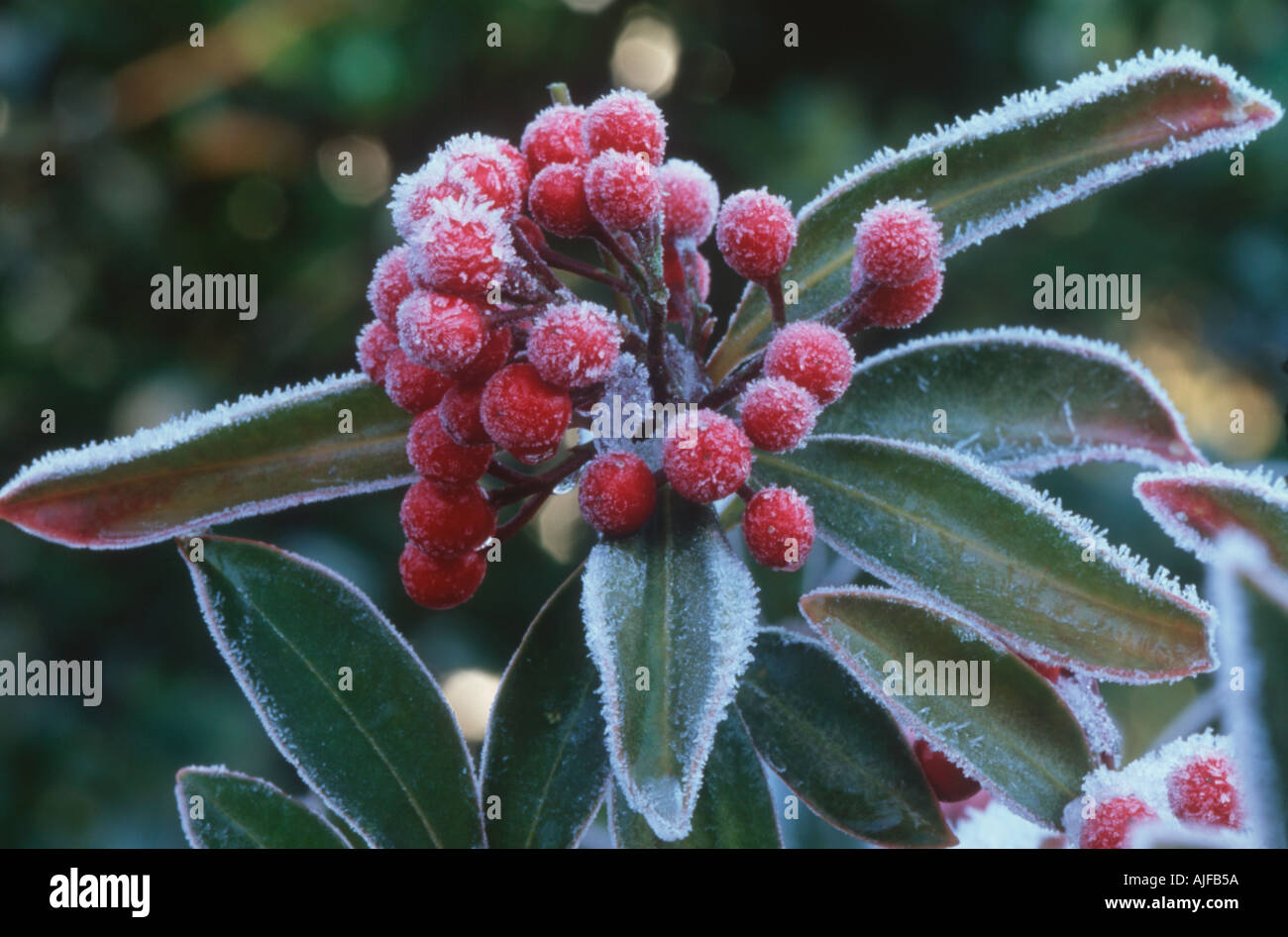 A sprig of Skimmia japonica encrusted with hoar frost The scarlet berries contrast with the green leaves Stock Photo
