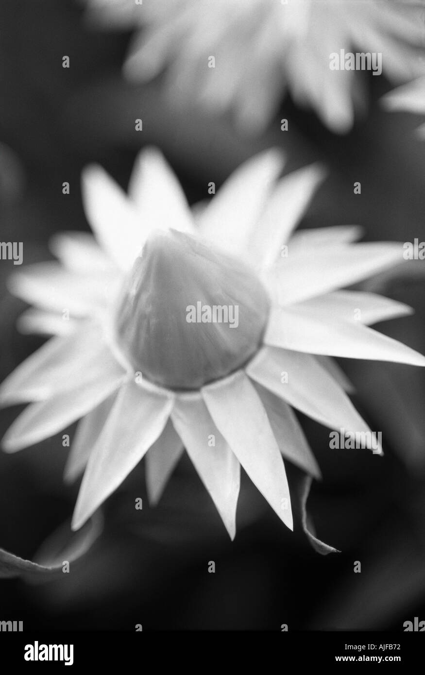 Coco star Black and White Stock Photos & Images - Alamy