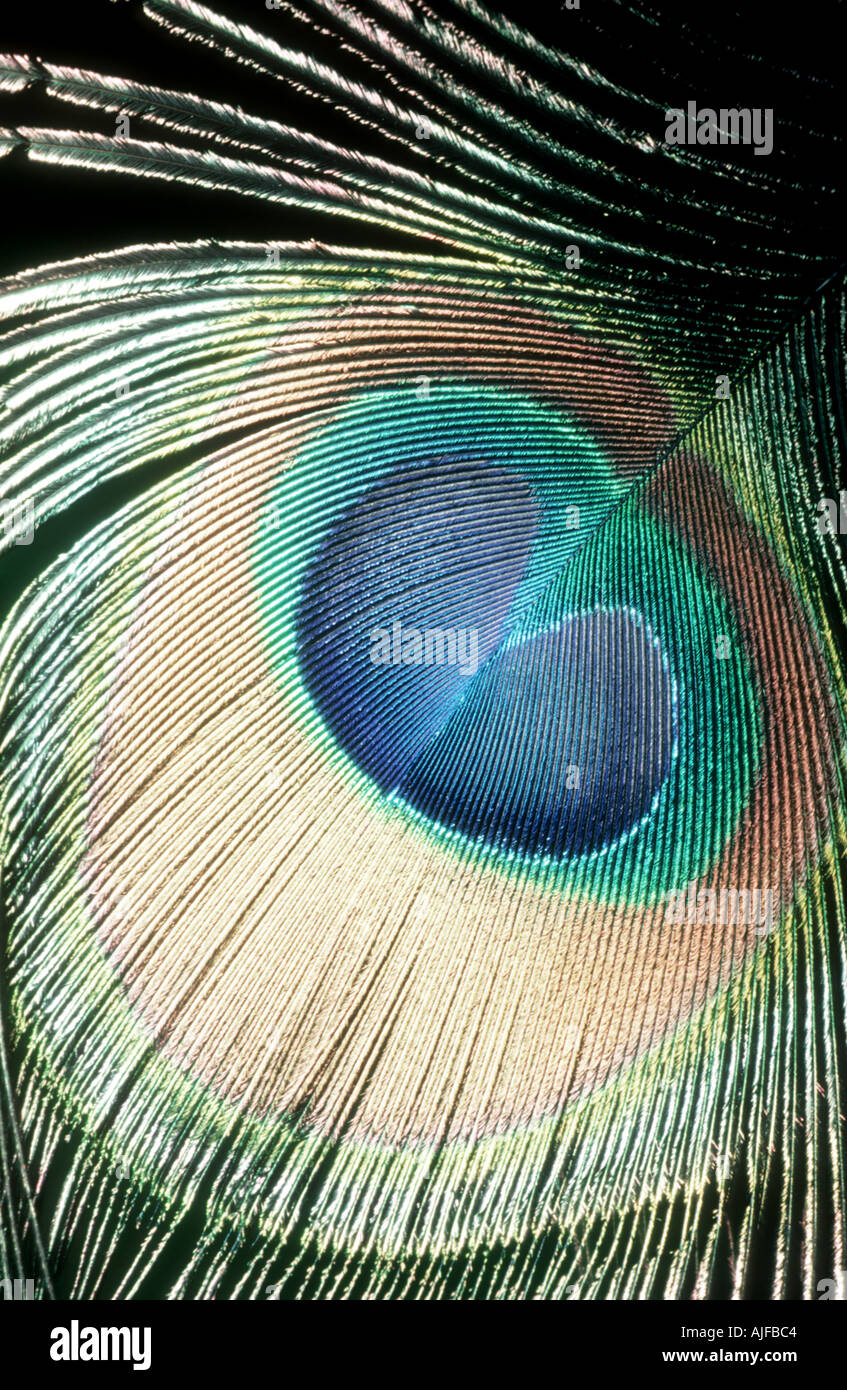 Ornamental birds hires stock photography and images Alamy