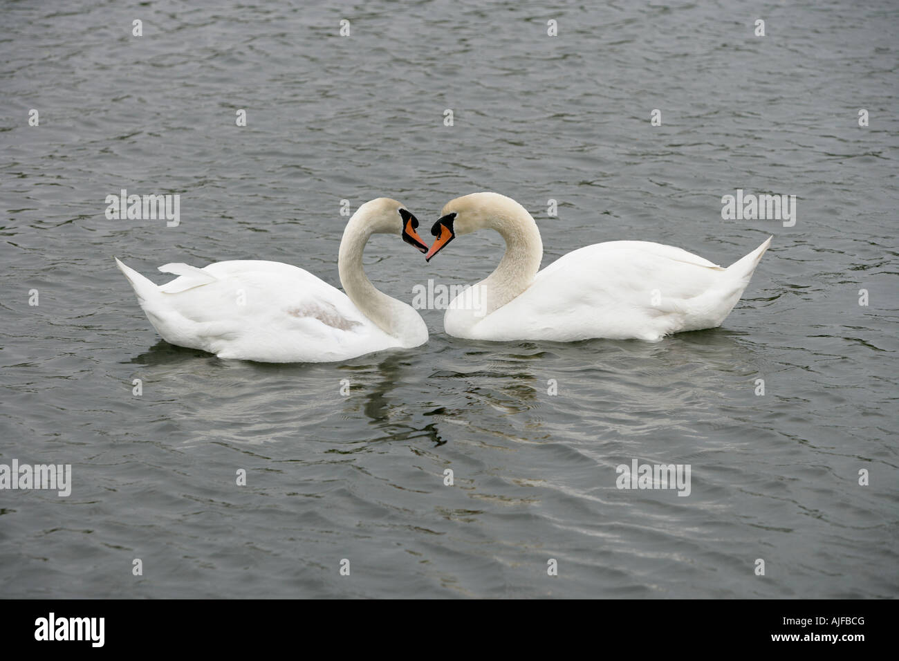 Two swans Stock Photo