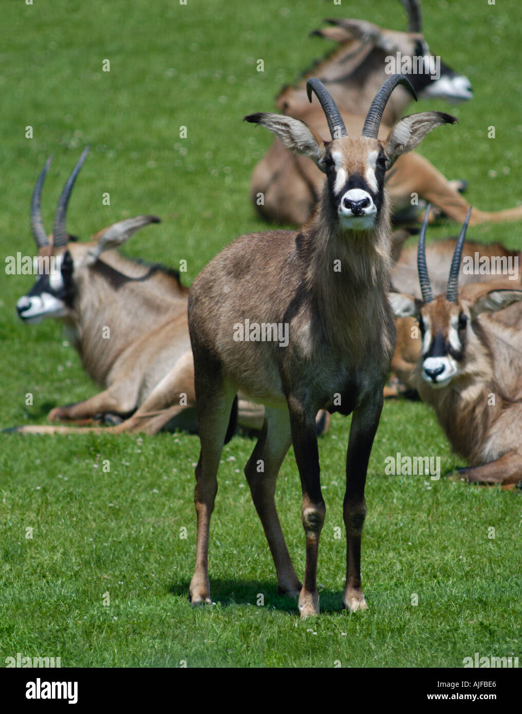 Roan Antelope Hippotragus equinus Stock Photo - Alamy