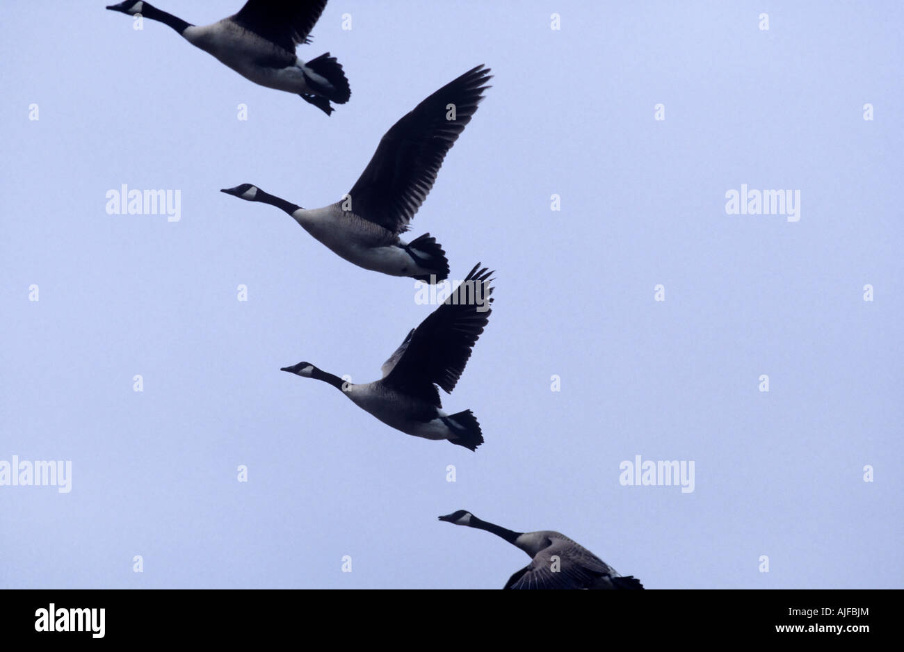 Geese flying Stock Photo