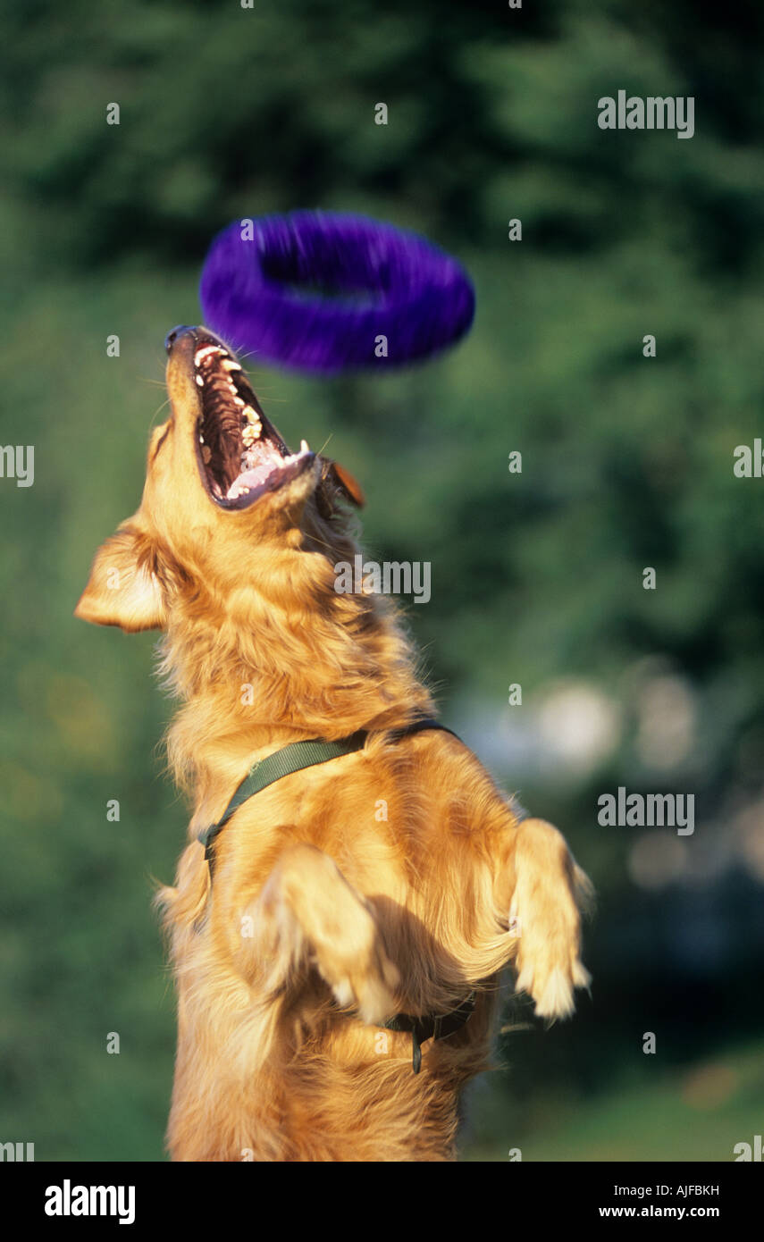 Dog catching toy Stock Photo