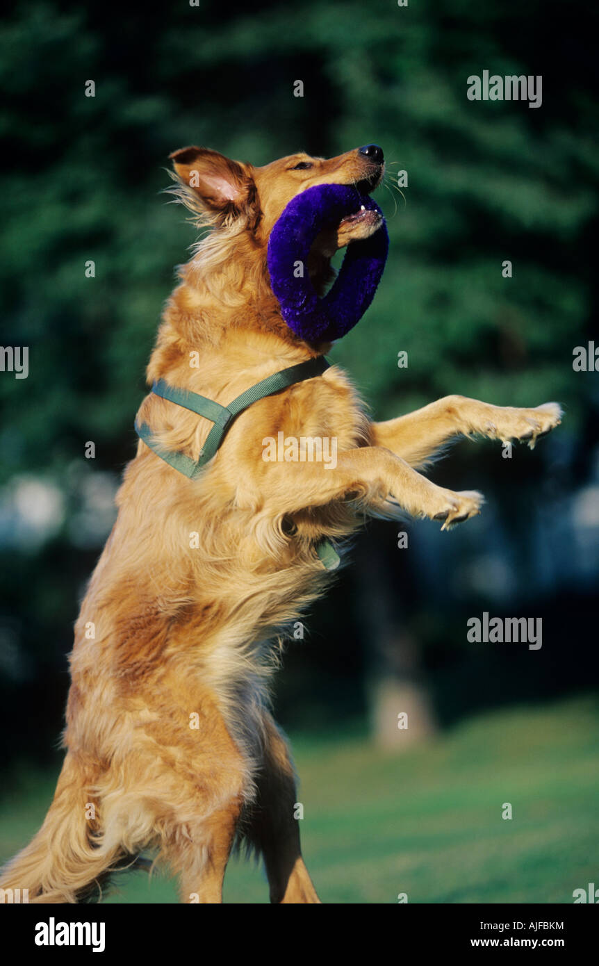 Dog catching toy Stock Photo