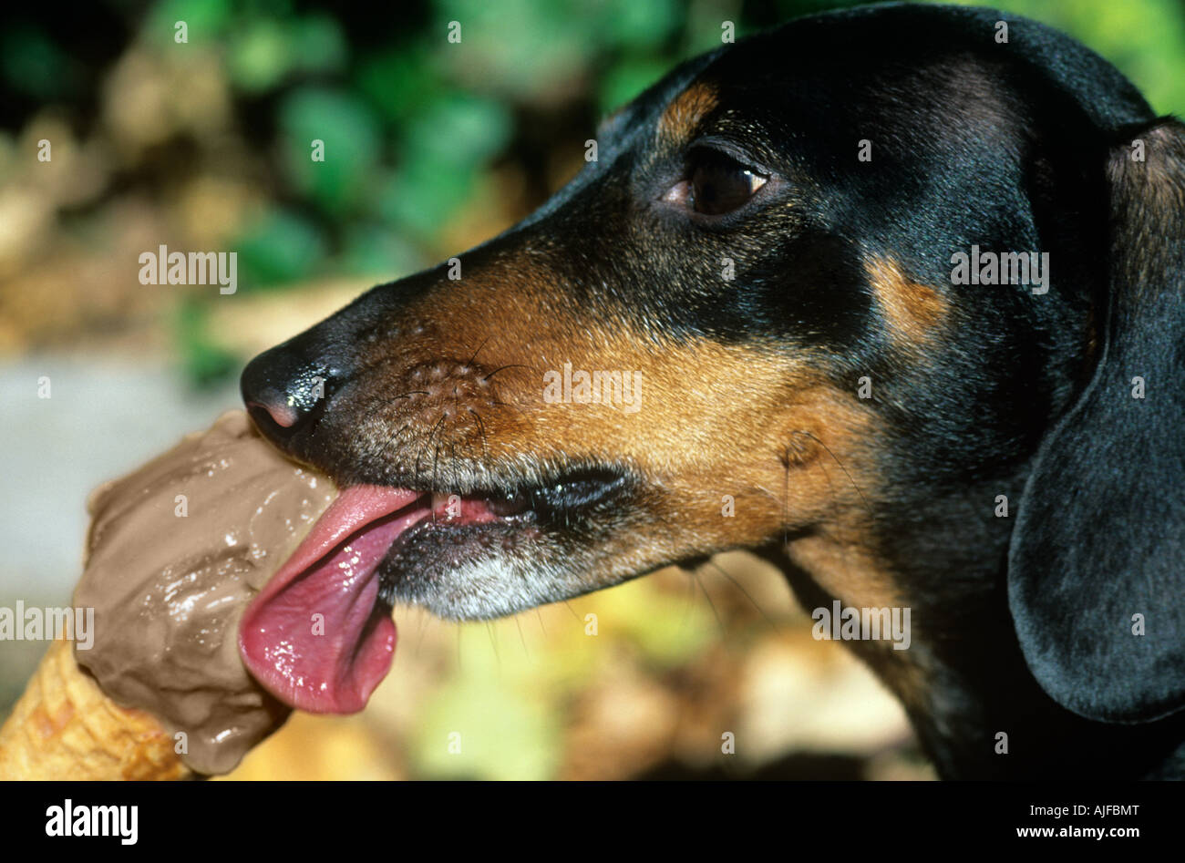 Dog licking an ice cream Stock Photo