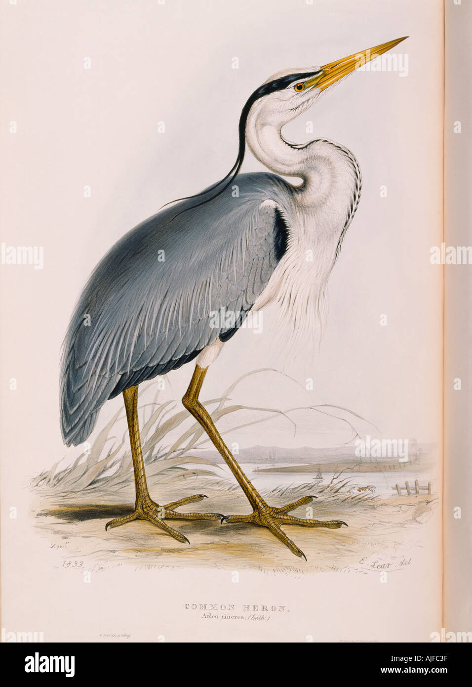BIRDS OF EUROPE COMMON HERON Ardea cinerea illustration is by Edward Lear in the 19th century book by John Gould 1804 81 Stock Photo
