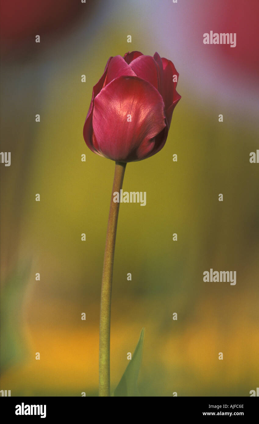 Tulip flower hi-res stock photography and images - Alamy