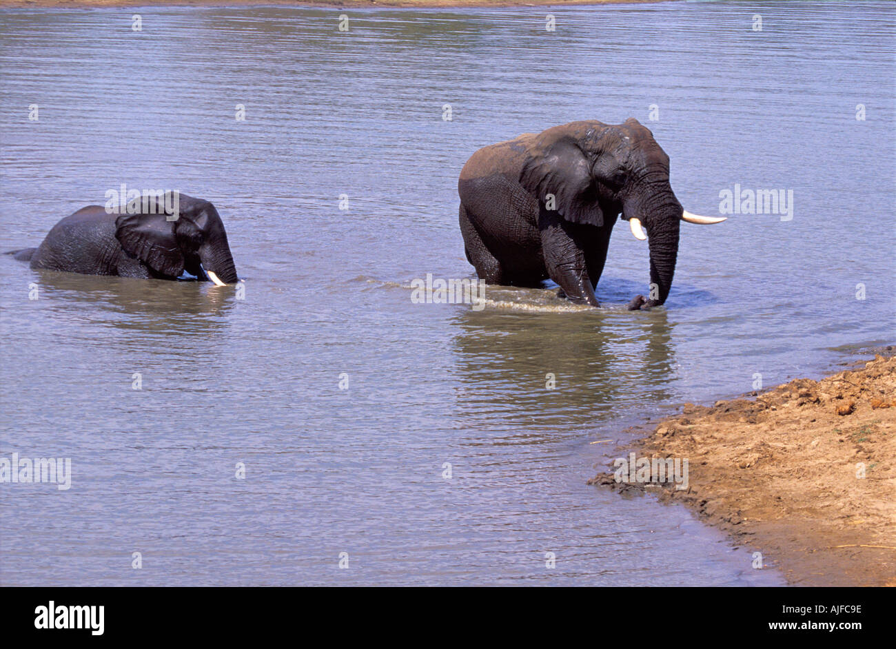 African Elephants in river Stock Photo - Alamy