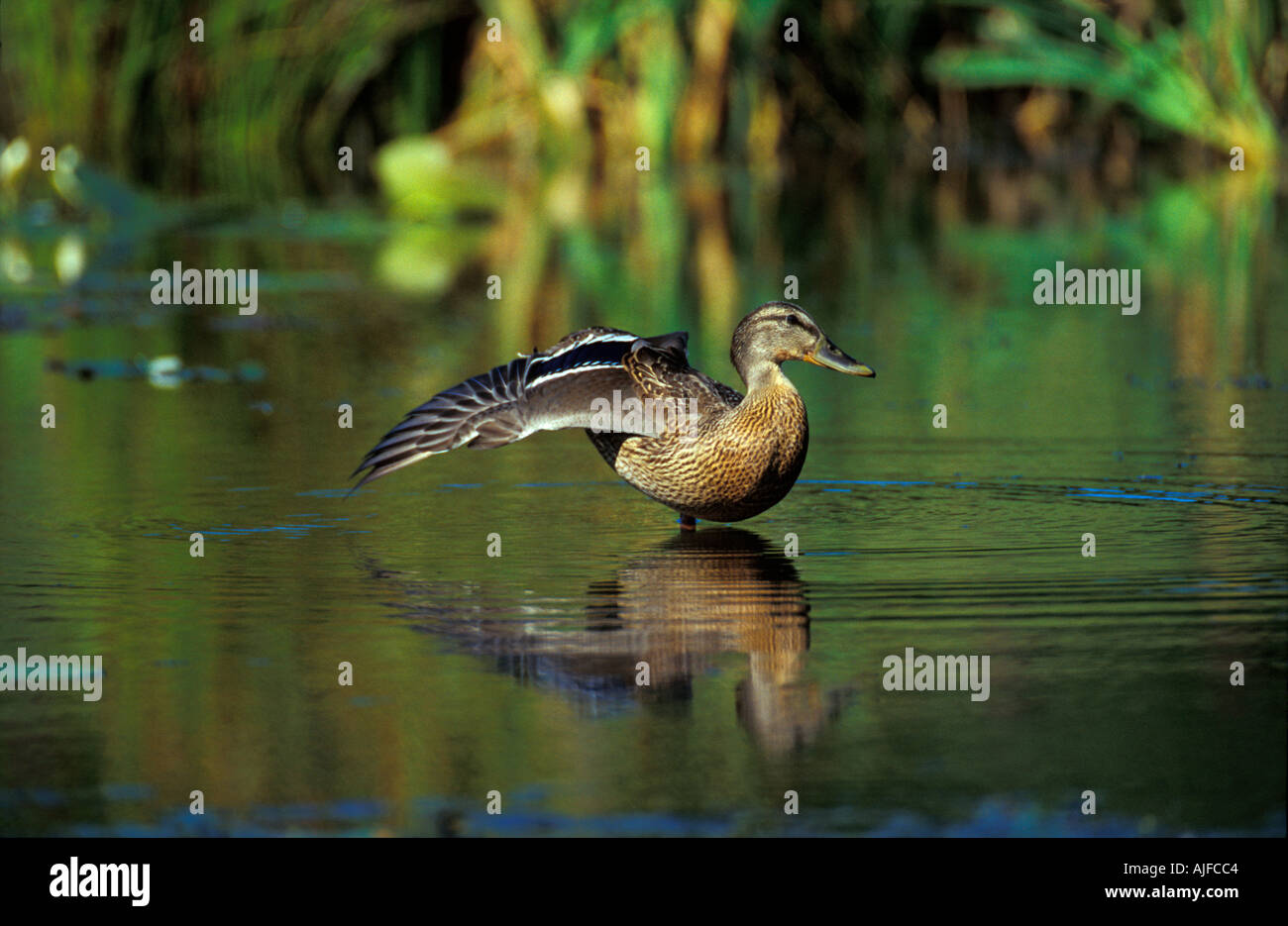 Mallard Duck Stock Photo
