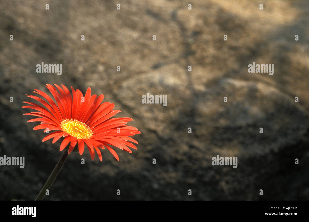 Barberton Daisy Stock Photo