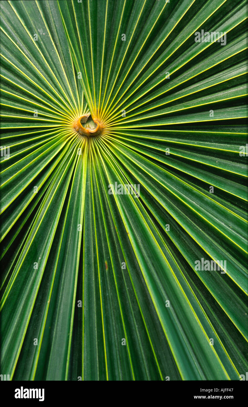 palm leaf Stock Photo