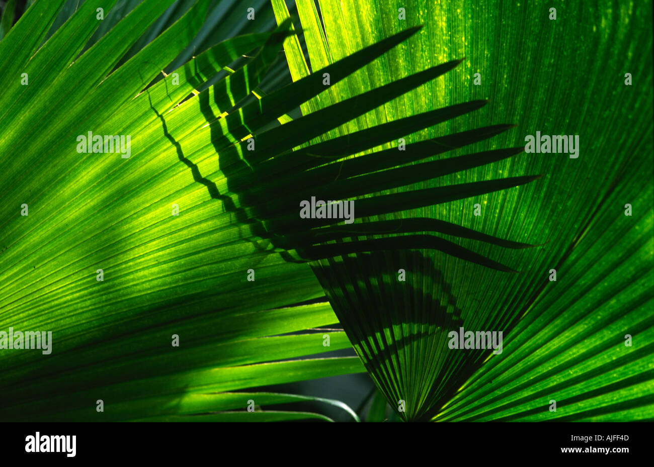 Shade leaves hi-res stock photography and images - Alamy