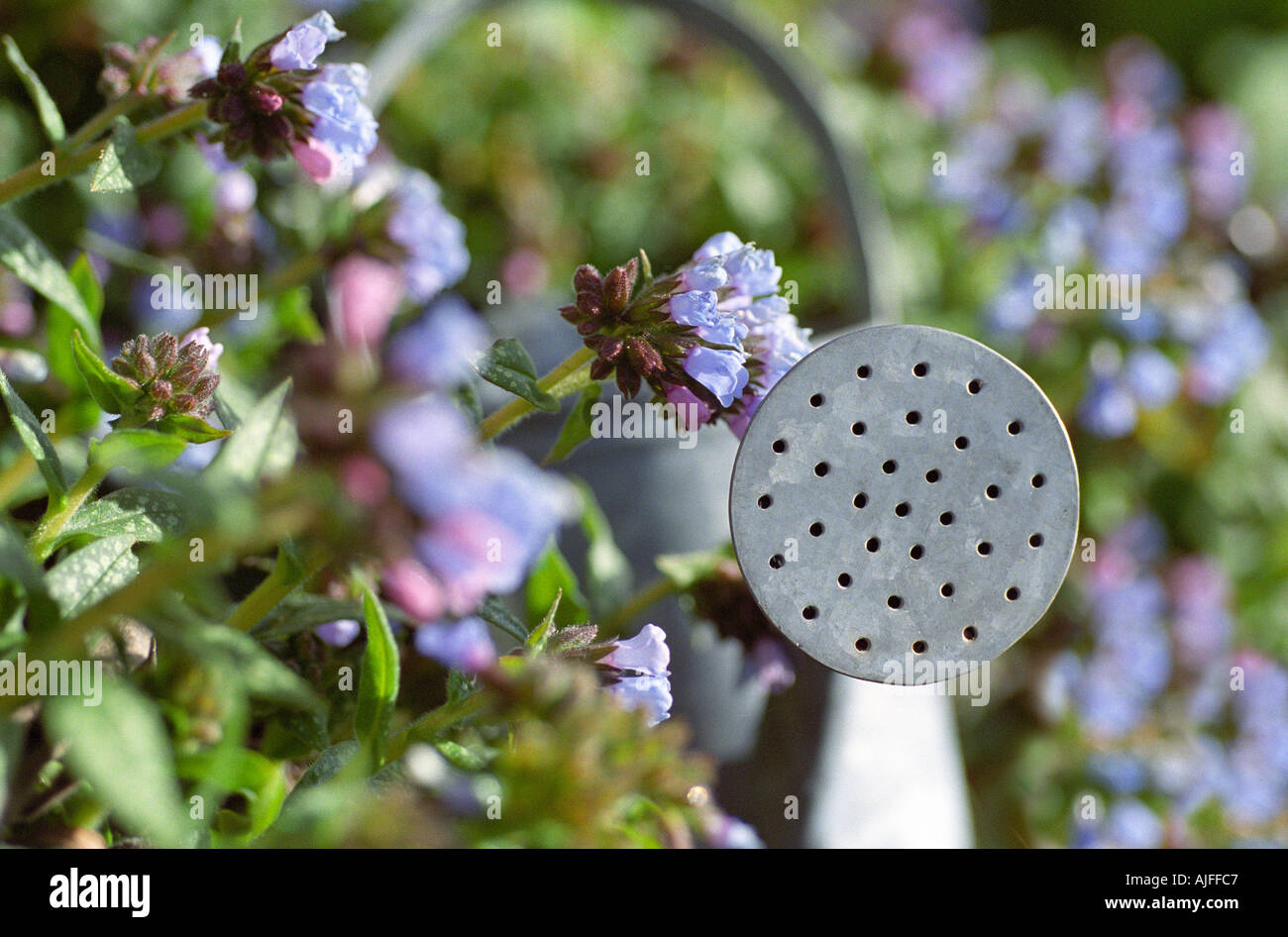 Watering can spout Stock Photo