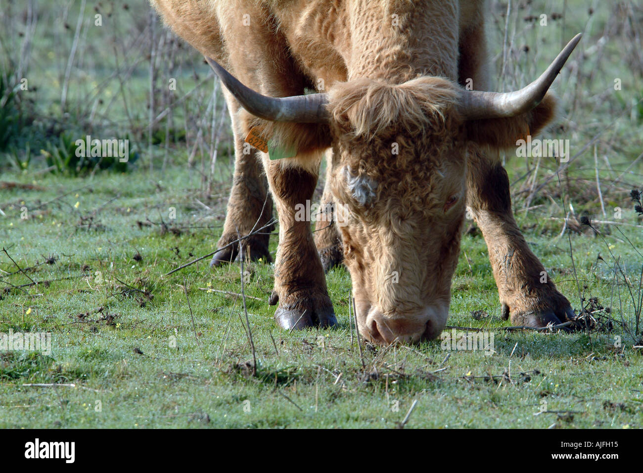 Grazing cow hi-res stock photography and images - Alamy