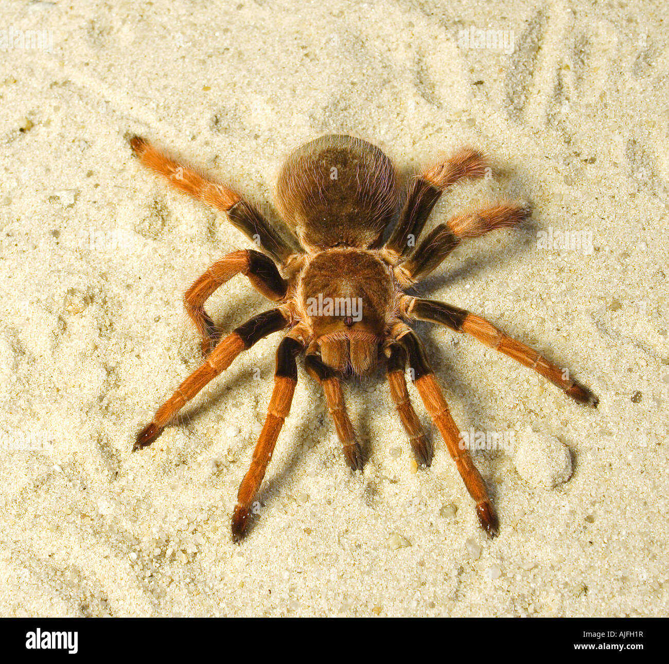 Spider Brachypelma boehmei Russia Voronezn terrarium Stock Photo