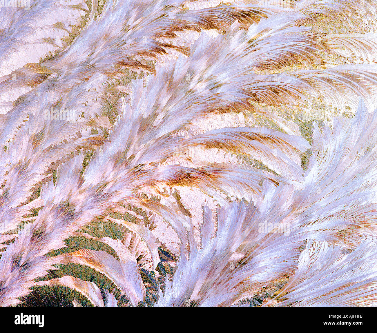 Delicate feather patterns hi-res stock photography and images - Alamy