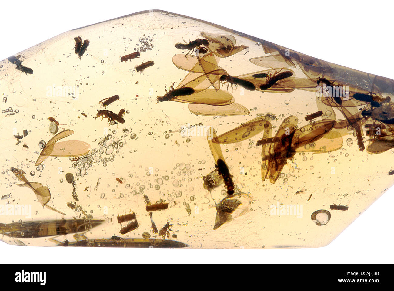 Winged Termites Ambrosia Beetles Roach Flies in Amber Miocene Columbia South America Stock Photo