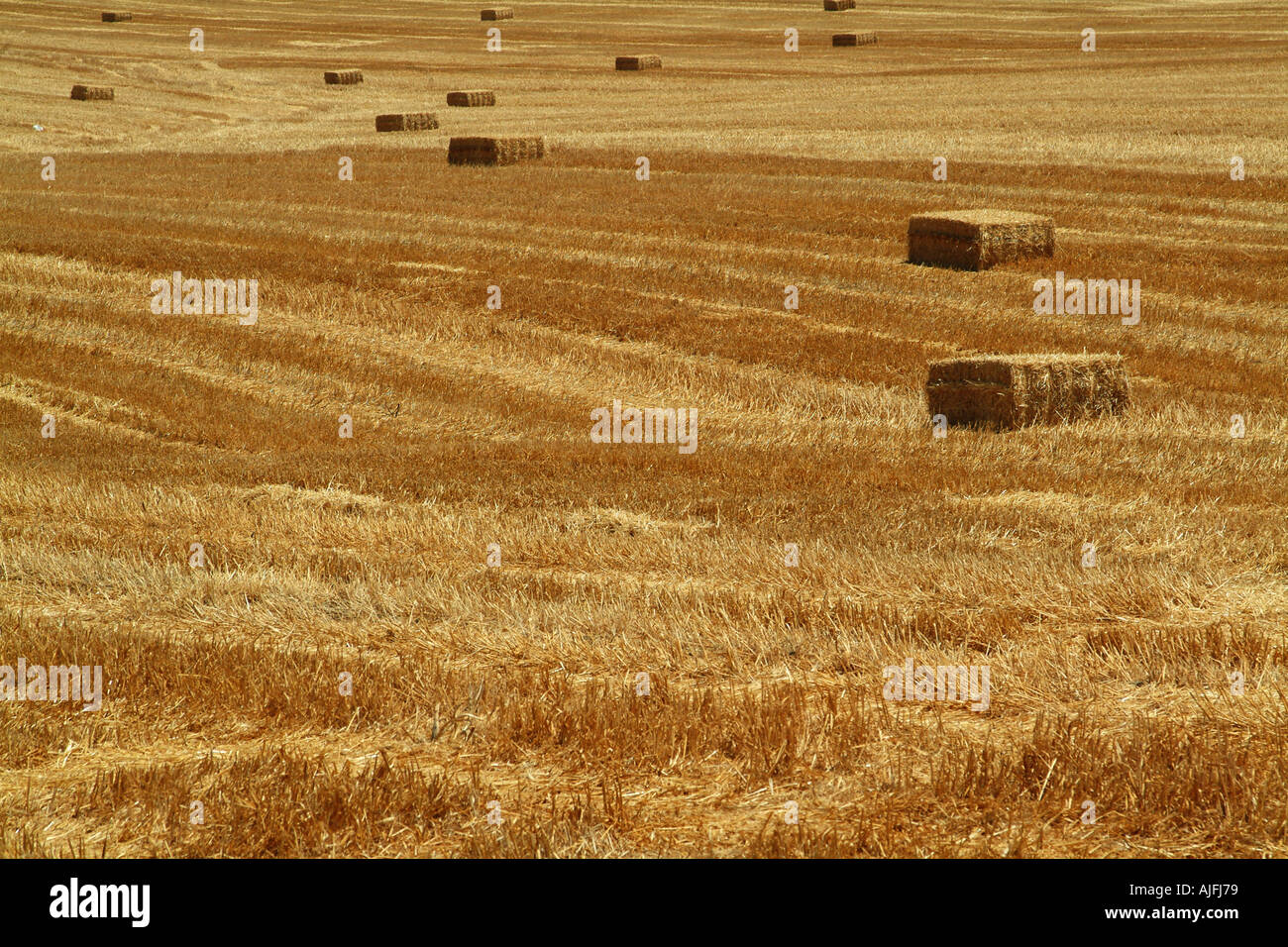 hay bales on a harvested wheat field Spain Stock Photo - Alamy