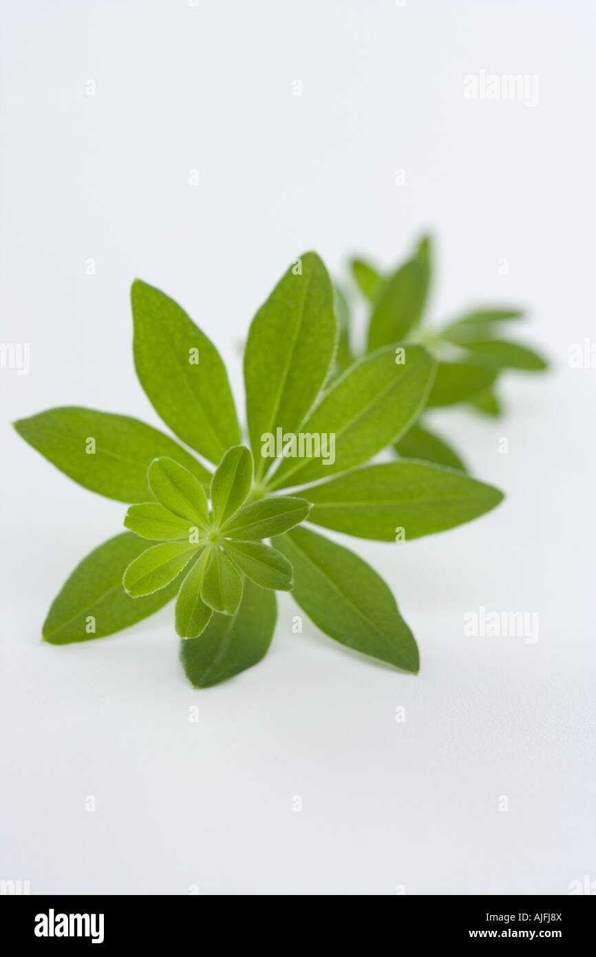 Woodruff Stock Photo