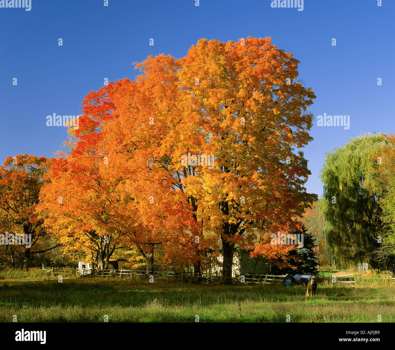 Autumn Maples and Pony, New Jersey Stock Photo
