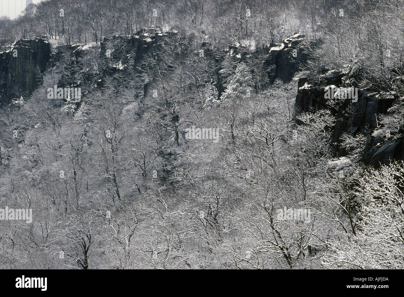 Trees Covered in Snow on the Palisades New York Stock Photo