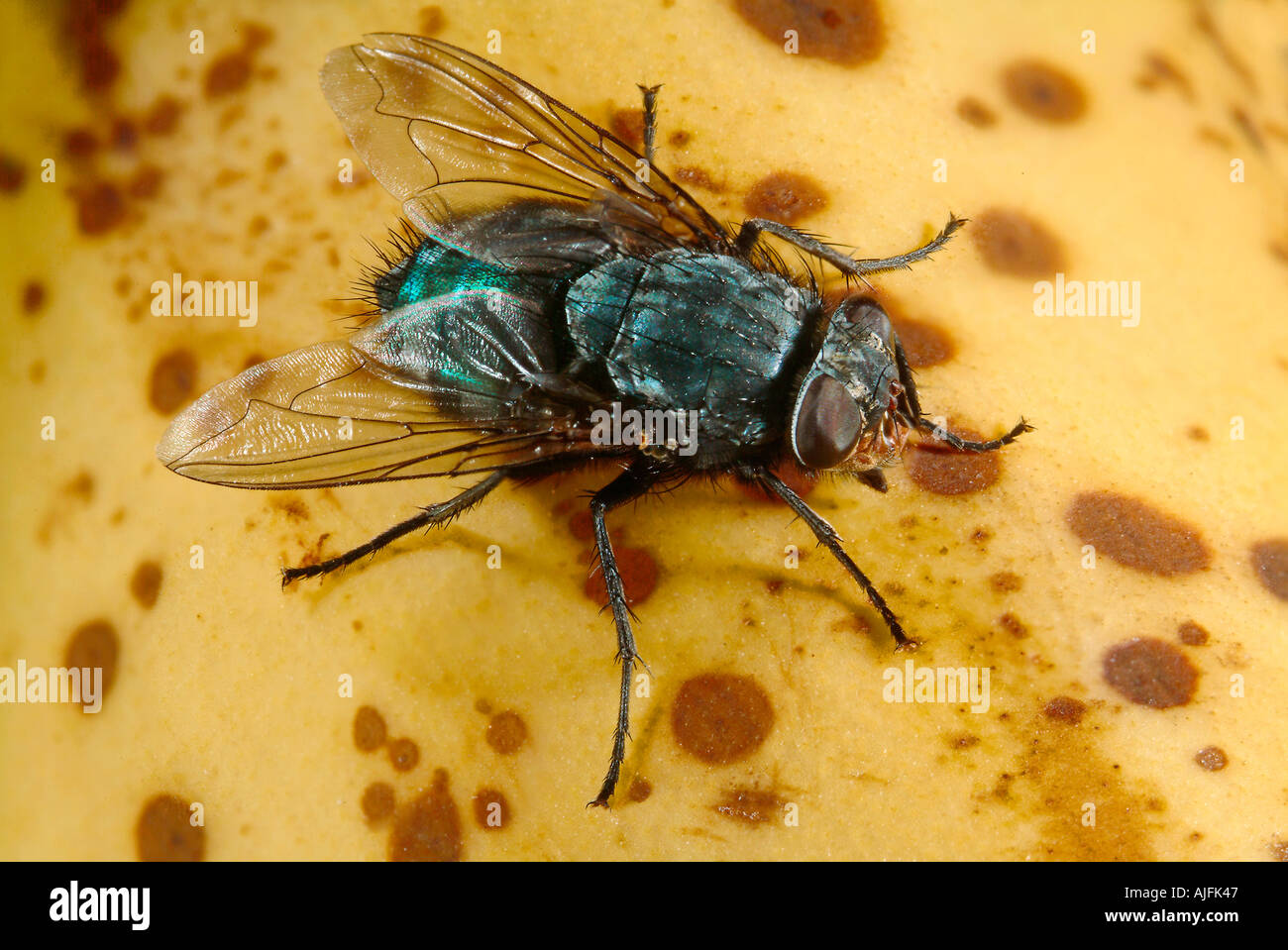 Blue Bottle Fly Calliphora vicina on Banana Stock Photo