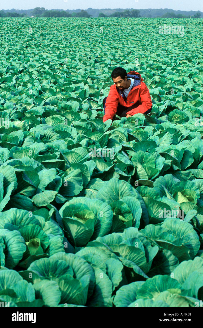 Cabbage Farmer New Jersey Stock Photo