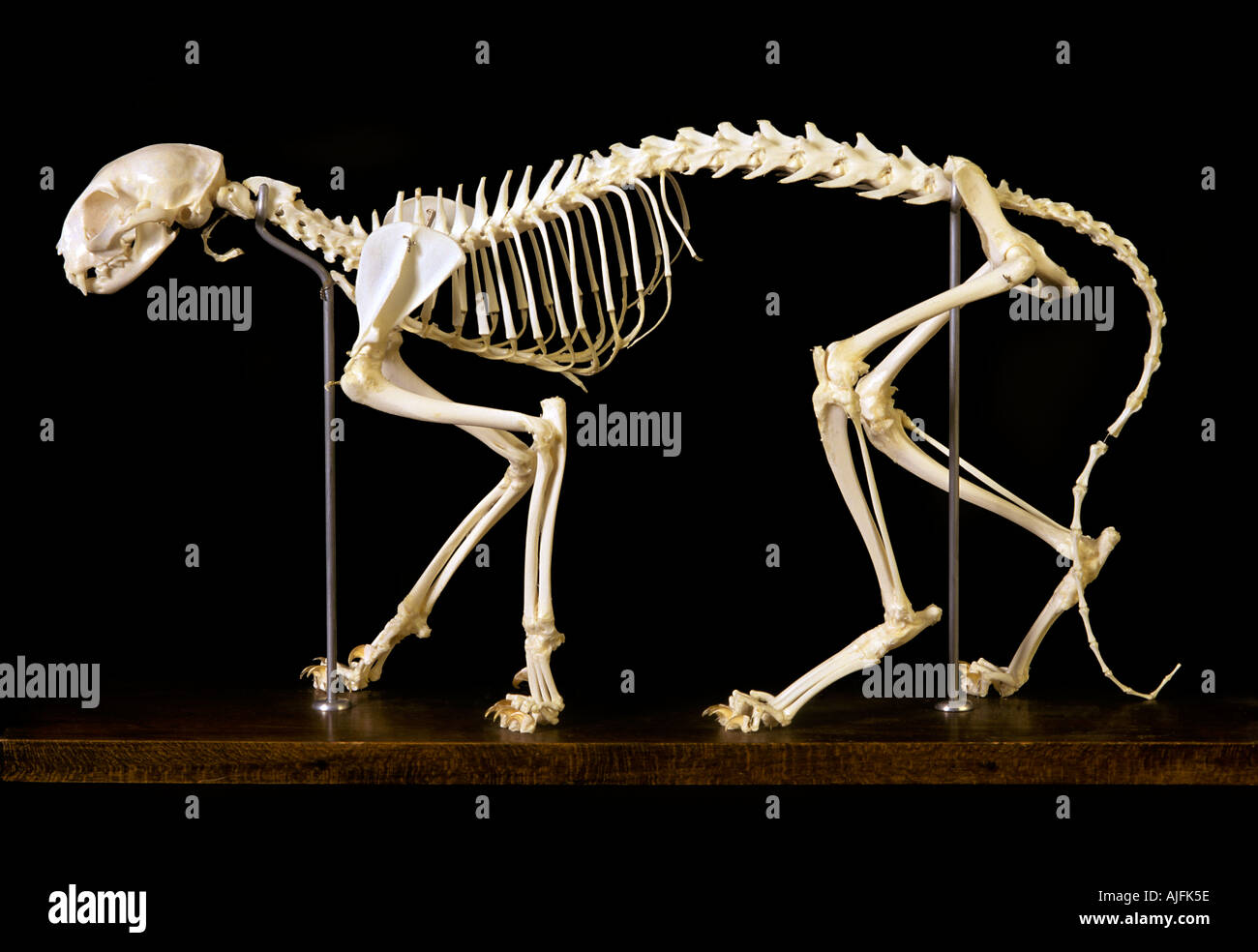 Cat Skeleton Felis domestica Stock Photo 4806493 Alamy