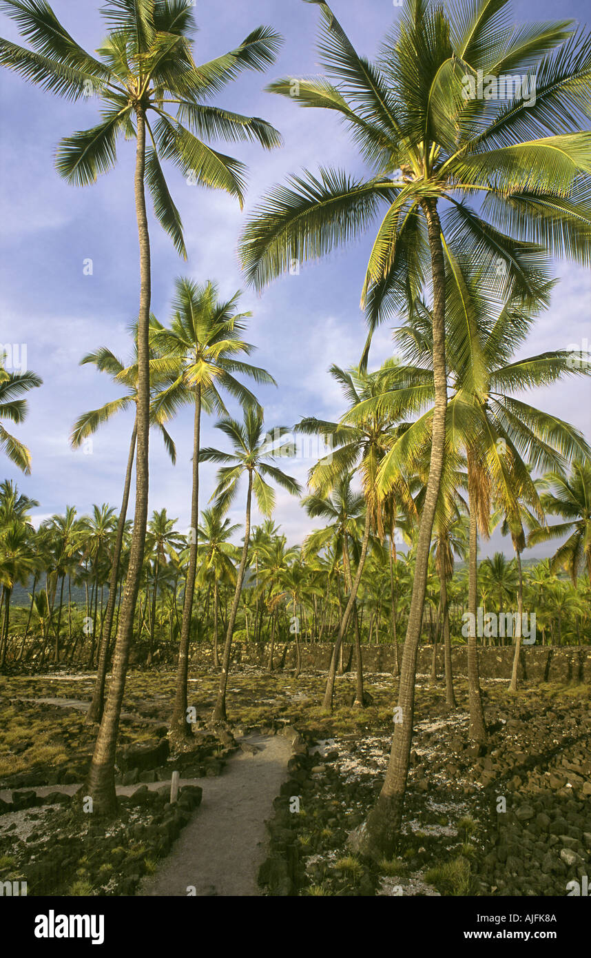 Coconut Palms The City of Refuge Hawaii Stock Photo