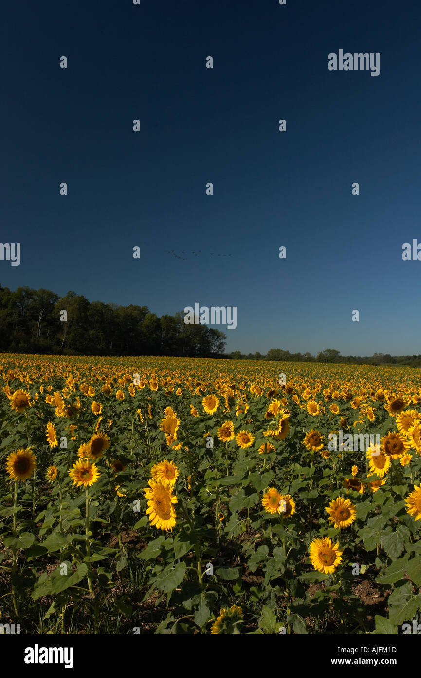 A field of sunflowers beneath a blue sky Stock Photo - Alamy