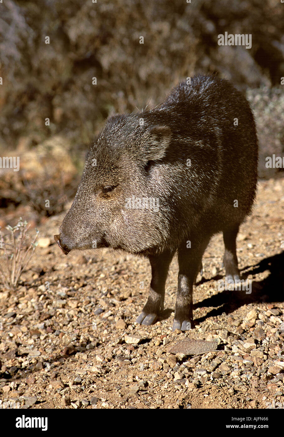 Peccary, Javelina, Wild Pig, Arizona Stock Photo